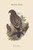 Aquila Naevia - Spotted Eagle