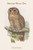 Syrnium Ocellatum - Speckled Wood Owl