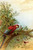 Parrot in a tree above Hummingbrds
