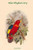 Lorius Tibialis - Blue-Thighed Lory