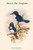 Halcyon Nigrocyanea - Black & Blue Kingfisher