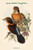 Clytoceyx Rex - Spoon-Billed Kingfisher