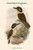 Melidora Macrorhina - Hook-Billed Kingfisher