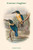 Halcyon Tristrami - Tristram's Kingfisher