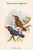 Carcineutes Amabilis - Tenasserim Kingfisher