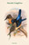 Dacelo Tyro - Mantled Kingfisher