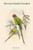 Palaeornis Rosa - Blossom-Headed Parakeet