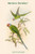 Palaeornis Cyanocephalla - Burmese Parakeet