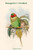 Palaeornis Luciani - Bonaparte's Parakeet