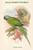 Palaeornis Caniceps - Grey-Headed Parakeet