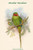 Palaeornis Nicobaricus - Nicobar Parakeet