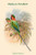 Palaeornis Malaccensis - Malacca Parakeet