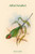 Palaeornis Affinis - Allied Parakeet