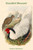 Gennaeus Nycthemerus - Pencilled Pheasant
