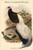 Crossoptillon Auritum - Chinese Crossoptilon Pheasant