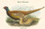 Phasianus Shawi - Shaw's Pheasant