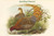 Phasianus Scintillans - Sparkling Pheasant