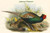 Phasianus Versicolor Japanese Pheasant