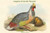 Ithaginis Cruentus - Sanguine Francolin Pheasant