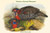 Ceriornis Melanocephala - Western Horned Pheasant