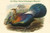 Lophophorus L'Huysi - De l'Huys' Monal Himalayan Pheasant