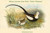 Hydrophasianus Sinensis - Chinese Jacana Jesus Bird - Water Pheasant