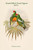 Oedirhunus Insolitus - Knob-Billed Fruit-Pigeon - Dove