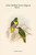 Ptilopus Speciosus - Lilac-Bellied Fruit-Pigeon - Dove