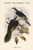 Ptilopus Fischeri - Fischer's Fruit-Pigeon - Dove