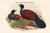 Otidiphaps Cervicalis - Grey-Naped Pheasant Pigeon