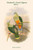 Ptilopus Richardsi - Richard's Fruit-Pigeon - Dove