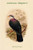 Lanthoenas Albigularis - White-Throated Pigeon