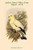 Carpophaga Subflavescens - Yellow-Tinted White Fruit-Pigeon - Dove