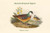 Phlogoenas Crinigera - Maroon-Breasted Pigeon