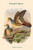 Phlogoenas Tristigmata - Branded Pigeon