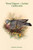 Palumbus Torquatus - Wood Pigeon - Cushat - Cushie-doo