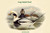 Harelda Glacialis - Long-Tailed Duck