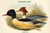 Mergus Caster - Gossander Duck