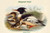 Mergus Serrator - Merganser Duck