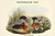 Podiceps Rubricollis - Red-Necked Grebe - Duck