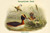 Podiceps Aurttus - Horned Grebe - Duck