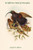 Drepanoris Albertisi - D'Albertis' Bird of Paradise