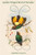 Diphyllodes Chrysoptera - Golden-Winged Bird of Paradise