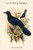 Manucodia Chalybea - Green Bird of Paradise