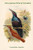 Craspedophora Magnifica - New-Guinea Bird of Paradise