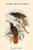 Drepanoris Bruijnii - Bruijn's Bird of Paradise