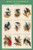 Birds of Paradise Composite III Vertical Classroom Poster