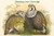 Tetraogallus Himilayensis - Himalaya Snow Partridge