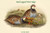 Caccabis Rubra - Red-Legged Partridge