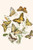 European Butterflies & Moths  (Plate 2)